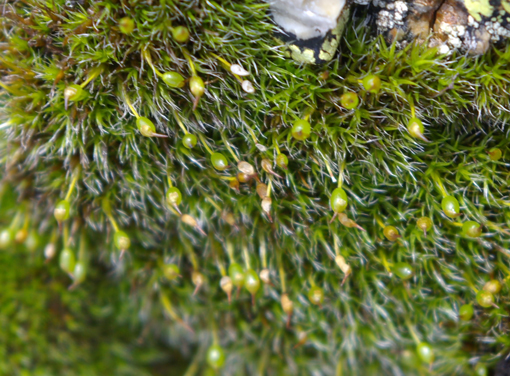 Aiuto classificazione muschi su roccia